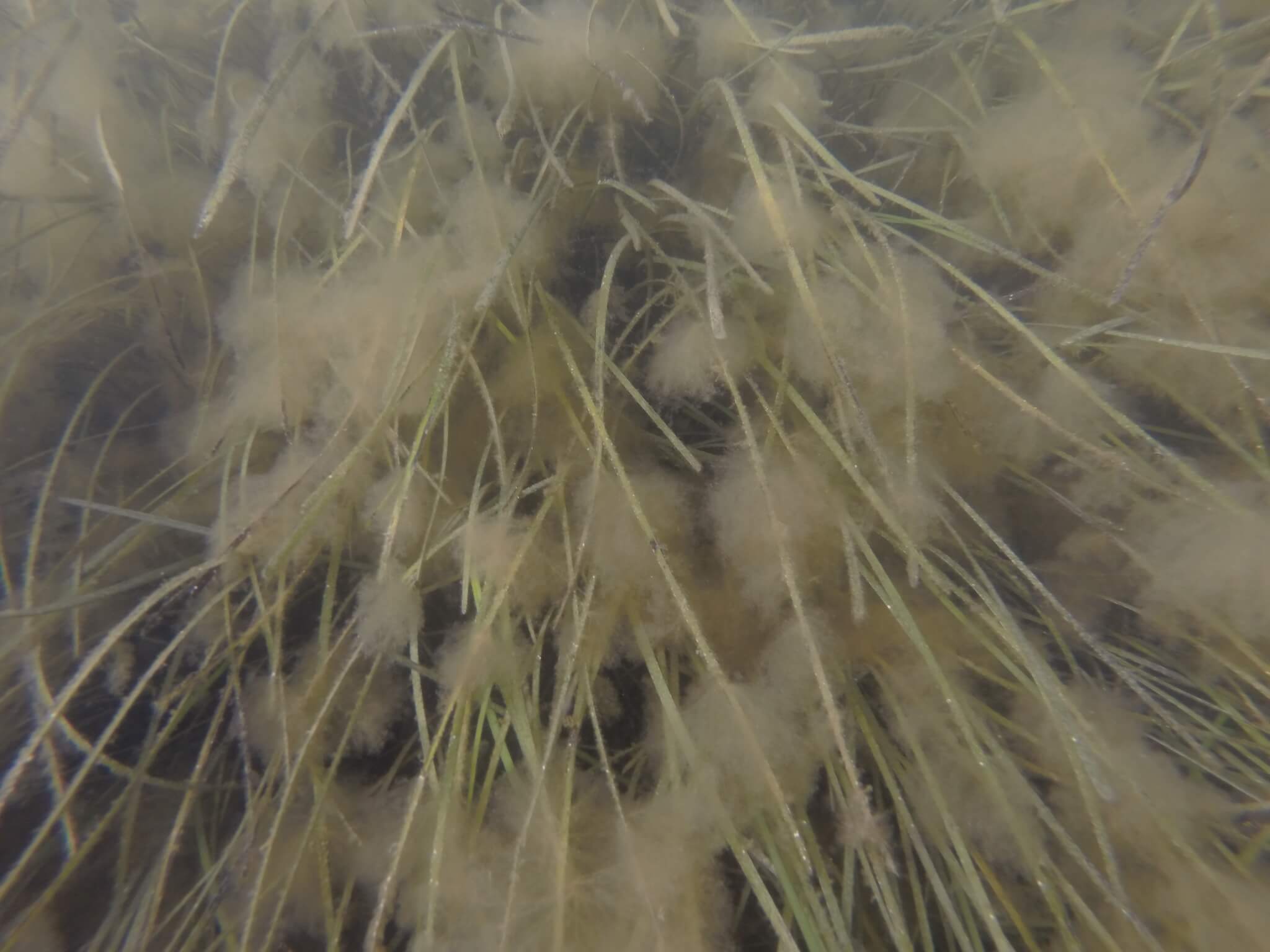 Seagrass with Macroalgae © A. Starke, TNC
