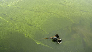 A man collects snails amid a nitrogen-fueled algae bloom in China's eastern Jiangsu province. LIU JIN/AFP/GETTY IMAGES