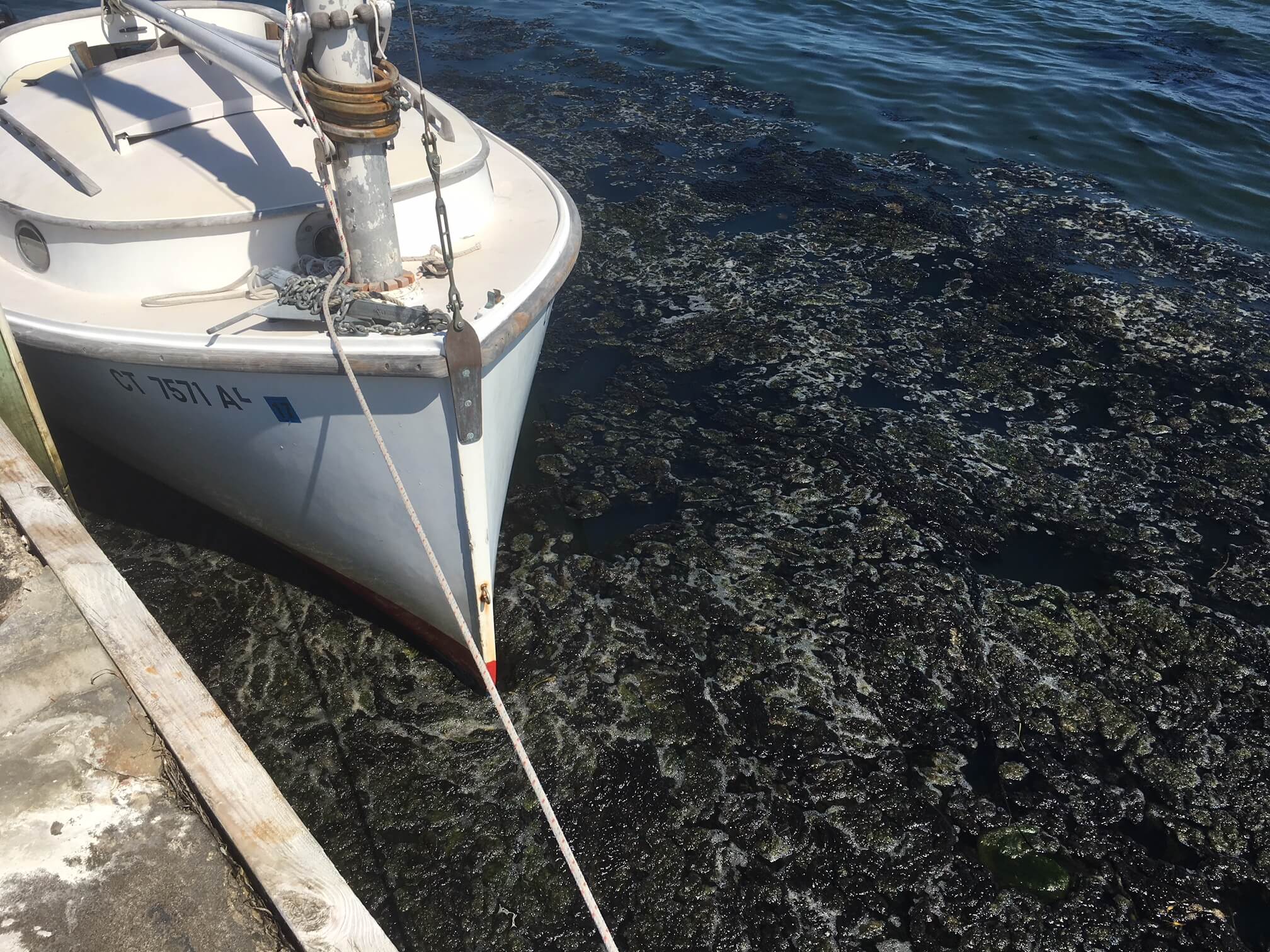 Nuisance Algae © Clean Up Sounds and Harbors