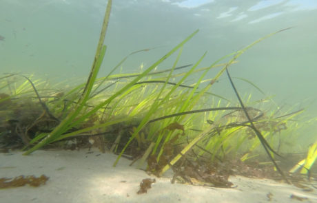 Eelgrass off Fishers Island © Kristie Gianetto, TNC