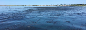 Nuisance Algae © Clean Up Sounds and Harbors