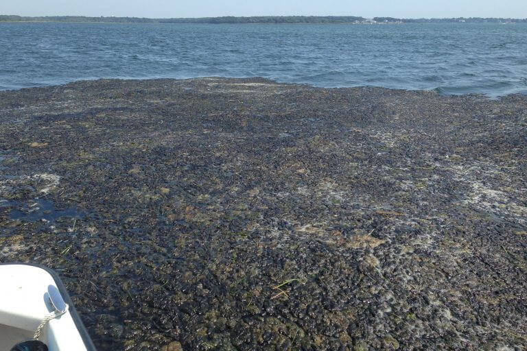 Cladophora Mat, Eastern CT © J. Vaudrey, UCONN