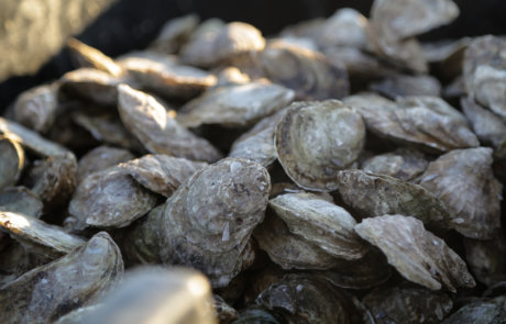 Oyster Harvest © Red Vault Productions