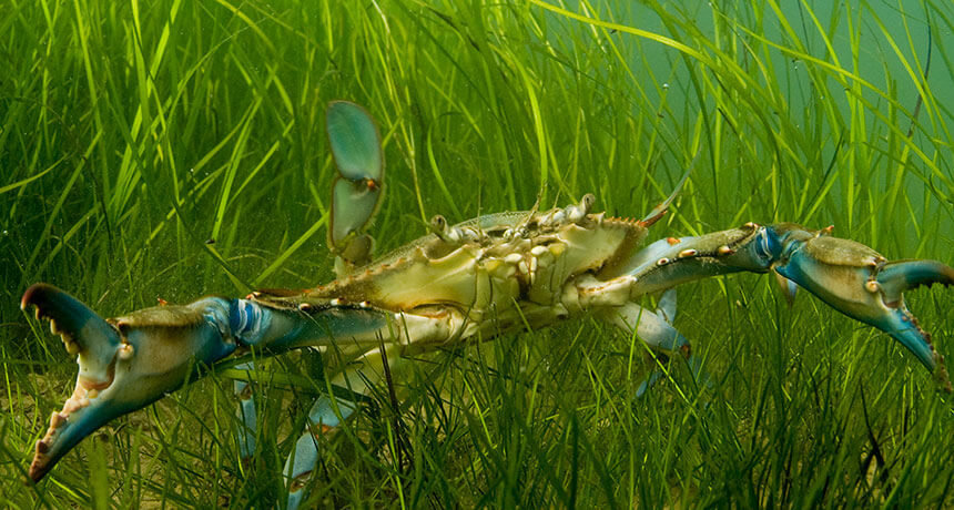 Chesapeake Bay Blue Crab © Jay Flemming
