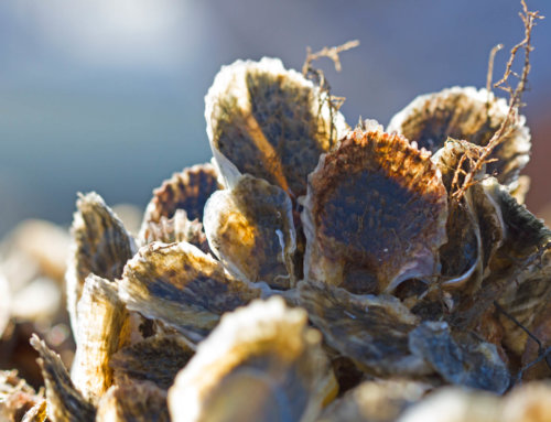 Thriving Shellfisheries in Long Island Sound Depend Upon Our Actions